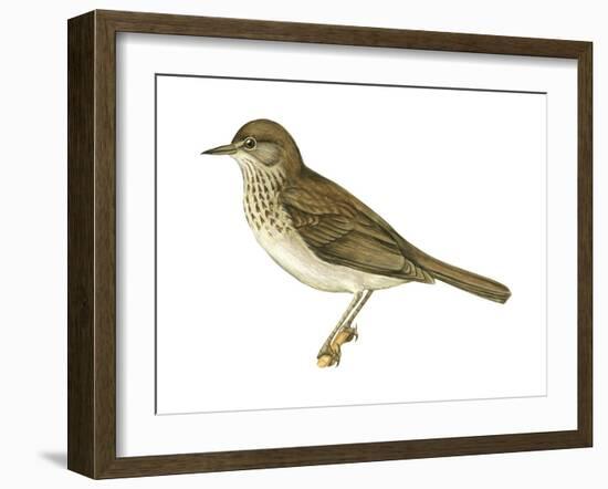 Gray-Cheeked Thrush (Hylocichla Minima), Birds-Encyclopaedia Britannica-Framed Art Print