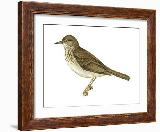 Gray-Cheeked Thrush (Hylocichla Minima), Birds-Encyclopaedia Britannica-Framed Art Print