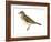 Gray-Cheeked Thrush (Hylocichla Minima), Birds-Encyclopaedia Britannica-Framed Art Print