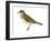 Gray-Cheeked Thrush (Hylocichla Minima), Birds-Encyclopaedia Britannica-Framed Art Print