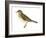 Gray-Cheeked Thrush (Hylocichla Minima), Birds-Encyclopaedia Britannica-Framed Art Print