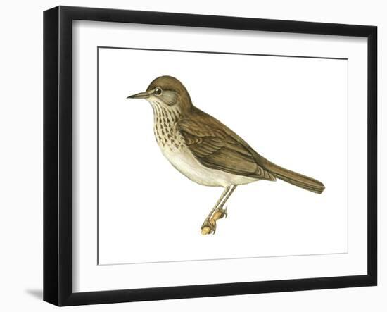 Gray-Cheeked Thrush (Hylocichla Minima), Birds-Encyclopaedia Britannica-Framed Art Print