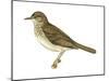 Gray-Cheeked Thrush (Hylocichla Minima), Birds-Encyclopaedia Britannica-Mounted Art Print