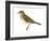 Gray-Cheeked Thrush (Hylocichla Minima), Birds-Encyclopaedia Britannica-Framed Art Print