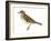 Gray-Cheeked Thrush (Hylocichla Minima), Birds-Encyclopaedia Britannica-Framed Art Print