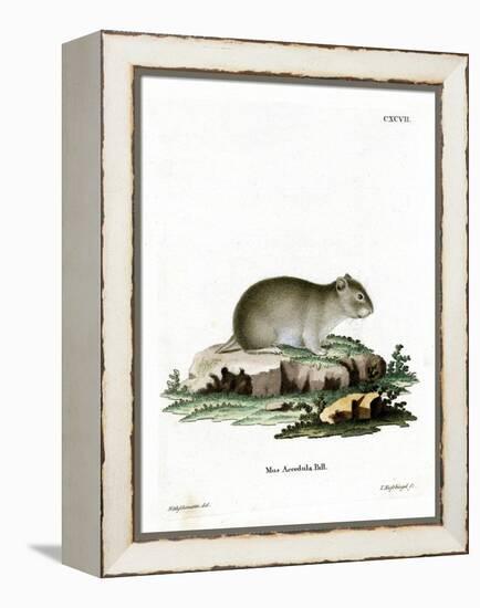 Gray Dwarf Hamster-null-Framed Premier Image Canvas