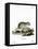 Gray Dwarf Hamster-null-Framed Premier Image Canvas