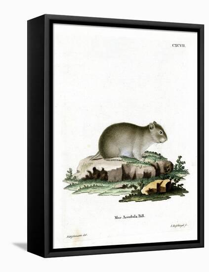 Gray Dwarf Hamster-null-Framed Premier Image Canvas