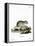 Gray Dwarf Hamster-null-Framed Premier Image Canvas