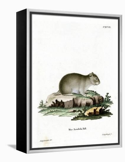 Gray Dwarf Hamster-null-Framed Premier Image Canvas