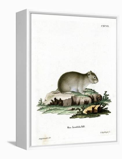 Gray Dwarf Hamster-null-Framed Premier Image Canvas