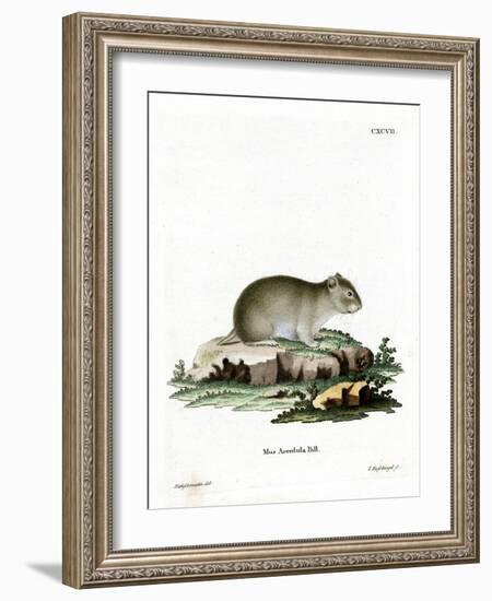 Gray Dwarf Hamster-null-Framed Giclee Print