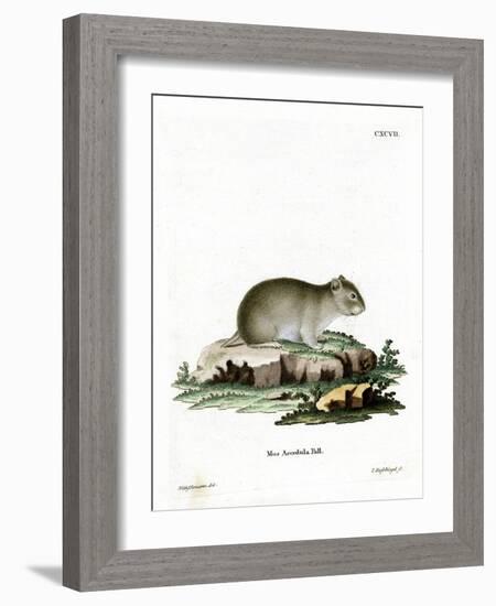 Gray Dwarf Hamster-null-Framed Giclee Print