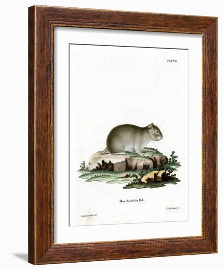 Gray Dwarf Hamster-null-Framed Giclee Print