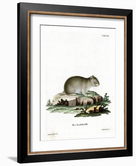 Gray Dwarf Hamster-null-Framed Giclee Print