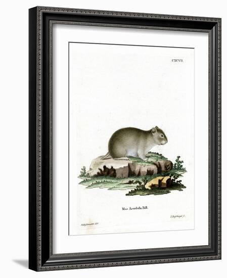 Gray Dwarf Hamster-null-Framed Giclee Print