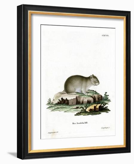 Gray Dwarf Hamster-null-Framed Giclee Print