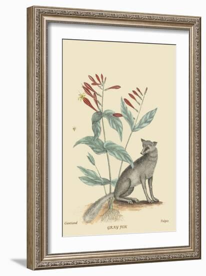 Gray Fox-Mark Catesby-Framed Art Print