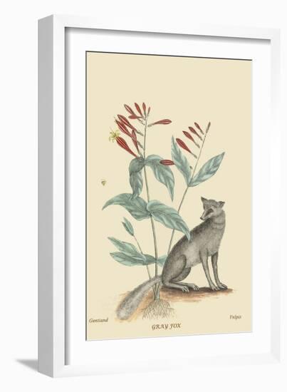 Gray Fox-Mark Catesby-Framed Art Print