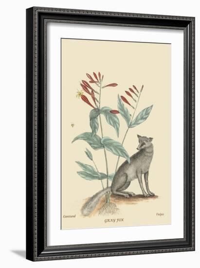 Gray Fox-Mark Catesby-Framed Art Print