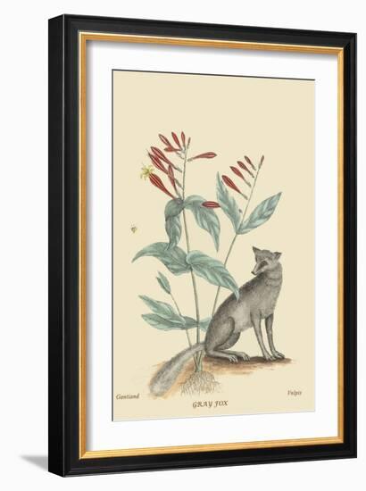 Gray Fox-Mark Catesby-Framed Art Print