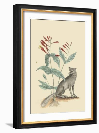 Gray Fox-Mark Catesby-Framed Art Print