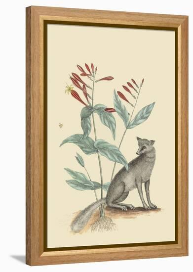 Gray Fox-Mark Catesby-Framed Stretched Canvas