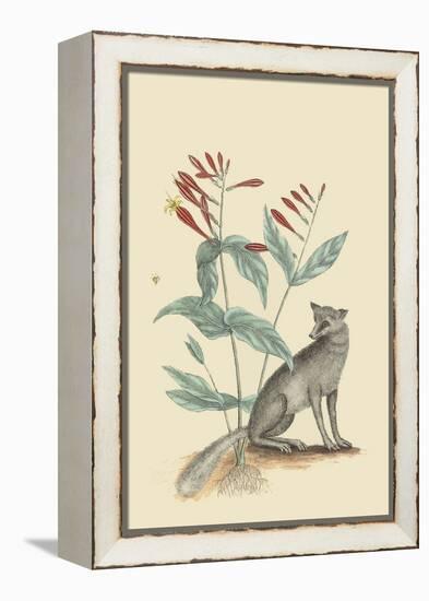 Gray Fox-Mark Catesby-Framed Stretched Canvas