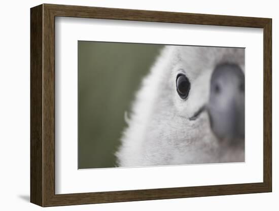 Gray-Headed Albatross Chick on South Georgia Island-null-Framed Photographic Print