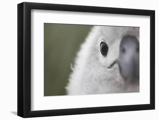 Gray-Headed Albatross Chick on South Georgia Island-null-Framed Photographic Print