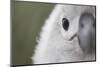 Gray-Headed Albatross Chick on South Georgia Island-null-Mounted Photographic Print