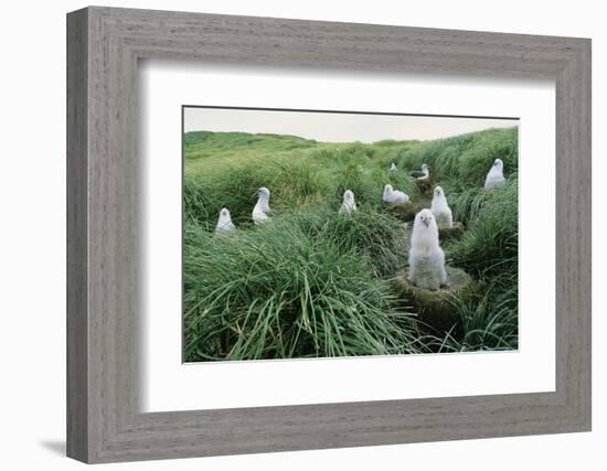 Gray-Headed Albatross Chicks Waiting in Nests-Paul Souders-Framed Photographic Print