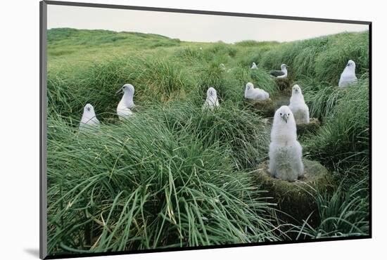 Gray-Headed Albatross Chicks Waiting in Nests-Paul Souders-Mounted Photographic Print