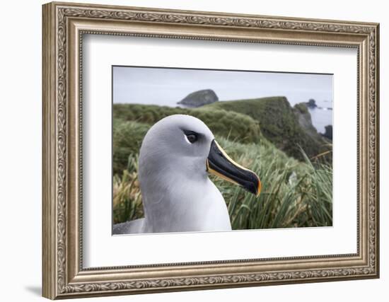 Gray-Headed Albatross on Diego Ramirez Islands, Chile-Paul Souders-Framed Photographic Print