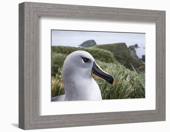 Gray-Headed Albatross on Diego Ramirez Islands, Chile-Paul Souders-Framed Photographic Print