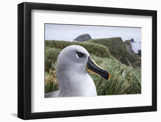 Gray-Headed Albatross on Diego Ramirez Islands, Chile-Paul Souders-Framed Photographic Print