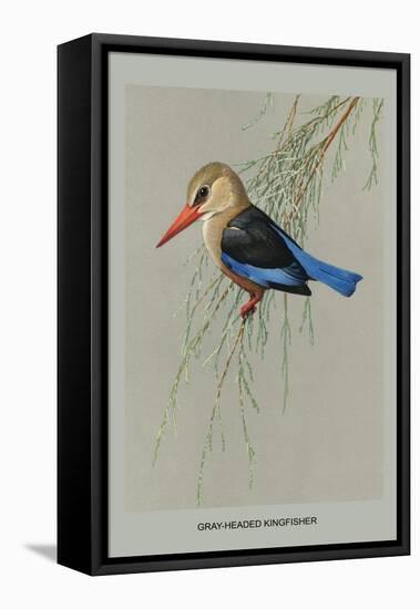 Gray Headed Kingfsher-Louis Agassiz Fuertes-Framed Stretched Canvas