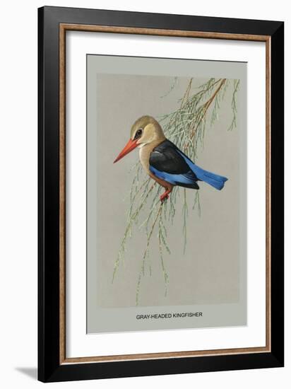 Gray Headed Kingfsher-Louis Agassiz Fuertes-Framed Art Print