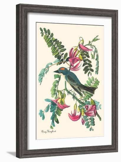 Gray Kingbird-John James Audubon-Framed Art Print