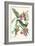 Gray Kingbird-John James Audubon-Framed Art Print