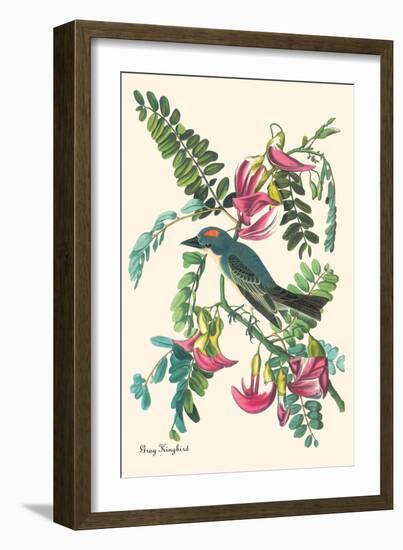 Gray Kingbird-John James Audubon-Framed Art Print