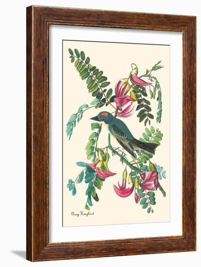 Gray Kingbird-John James Audubon-Framed Art Print