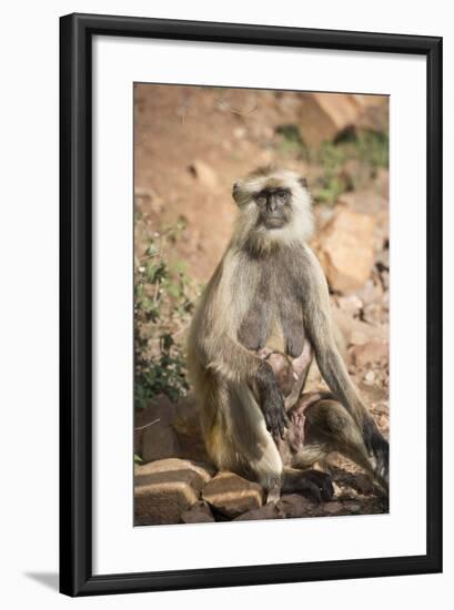 Gray Langurs (Hanuman Langurs) (Langur Monkey) (Semnopithecus Entellus)-Janette Hill-Framed Photographic Print