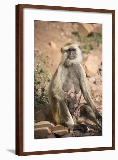 Gray Langurs (Hanuman Langurs) (Langur Monkey) (Semnopithecus Entellus)-Janette Hill-Framed Photographic Print