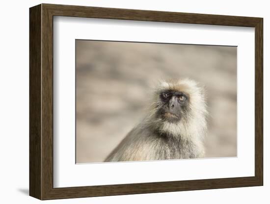 Gray Langurs (Hanuman Langurs) (Langur Monkey) (Semnopithecus Entellus)-Janette Hill-Framed Photographic Print