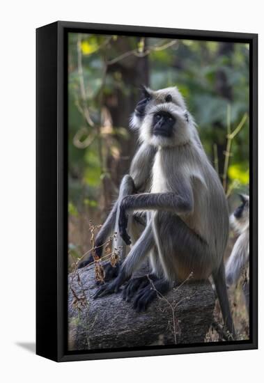 Gray langurs, Madhya Pradesh, India-Art Wolfe Wolfe-Framed Premier Image Canvas