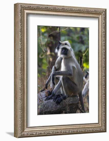 Gray langurs, Madhya Pradesh, India-Art Wolfe Wolfe-Framed Photographic Print