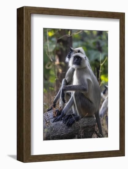 Gray langurs, Madhya Pradesh, India-Art Wolfe Wolfe-Framed Photographic Print