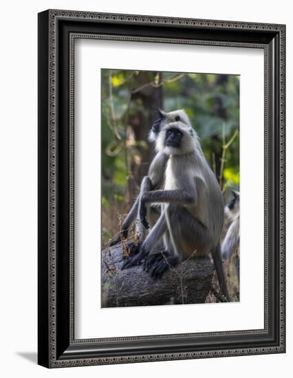 Gray langurs, Madhya Pradesh, India-Art Wolfe Wolfe-Framed Photographic Print