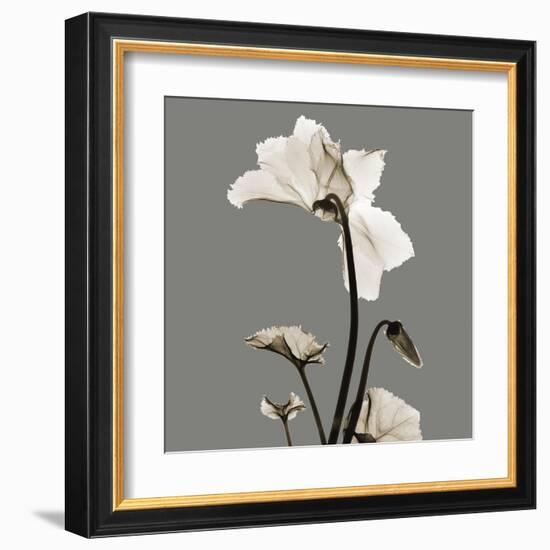 Gray Luster Cyclamen-Albert Koetsier-Framed Art Print